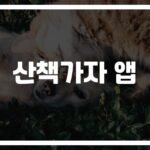 ‘산책가자’ 앱으로 달라진 우리 가족… 반려견 산책이 이렇게 즐거워질 줄이야