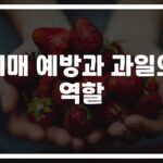 ‘블루베리가 왜 좋을까’… 치매 예방을 위한 좋은 과일 추천