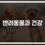 ‘하루 30분 산책으로 심장병 위험 31% 감소’… 반려동물이 사람의 건강에 미치는 영향