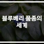 ‘북부부터 남부까지’… 블루베리 품종별 수확시기 및 특성 완벽 정리